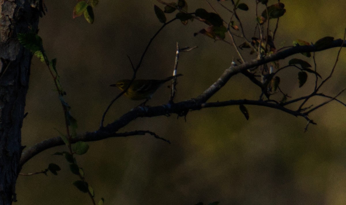 Pine Warbler - ML647734053