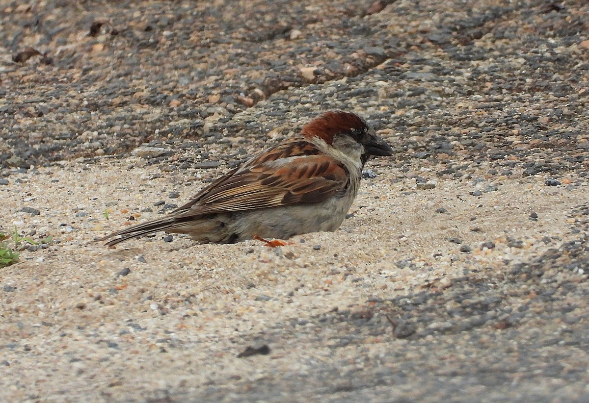House Sparrow - ML647734055