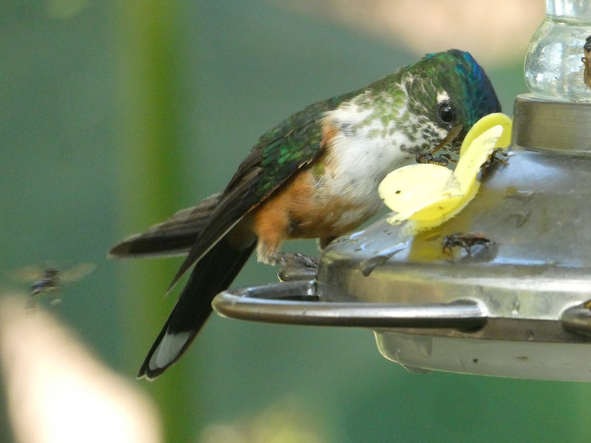 Violet-tailed Sylph - ML647734056