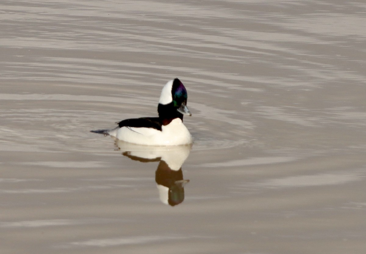 Bufflehead - ML647734057