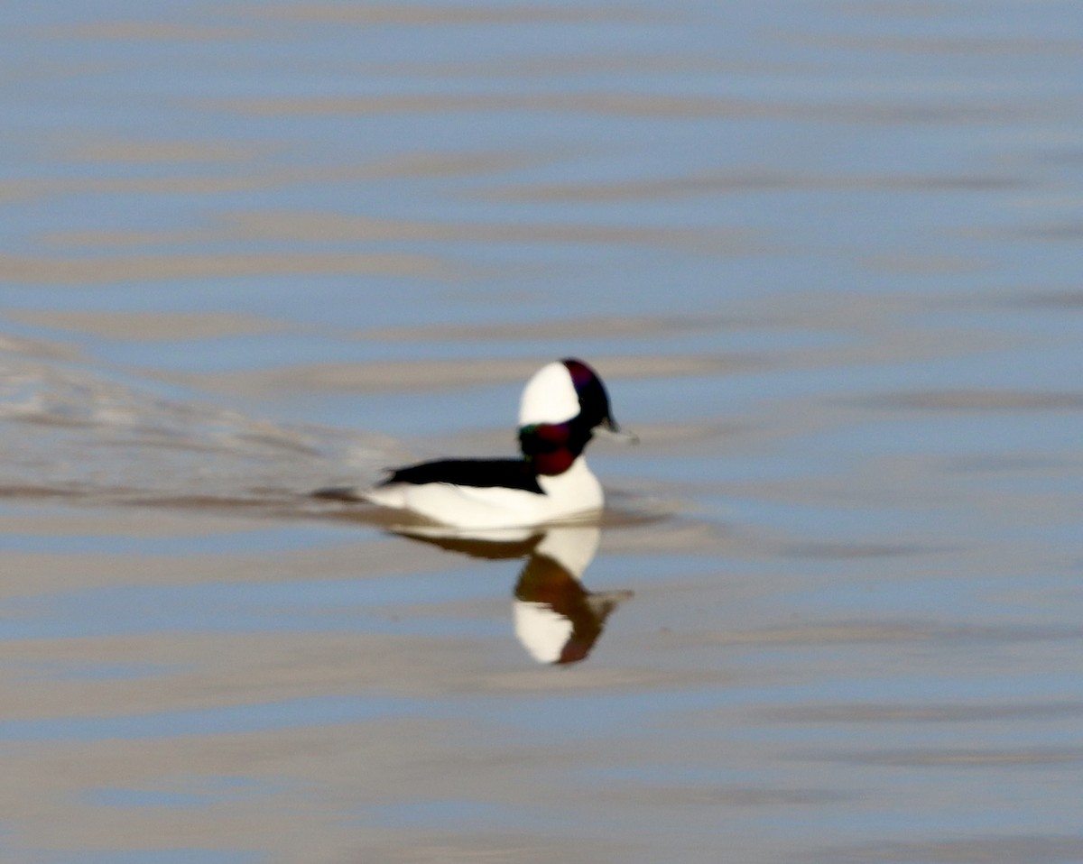 Bufflehead - ML647734058