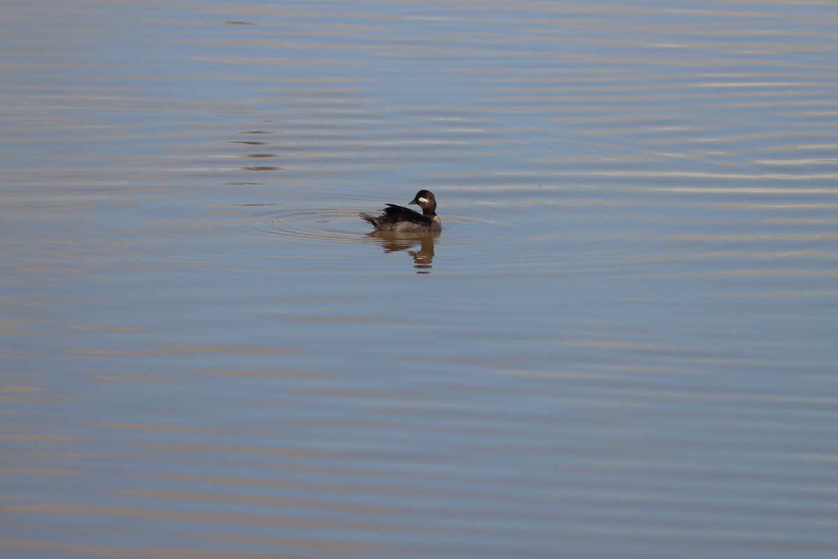Bufflehead - ML647734059
