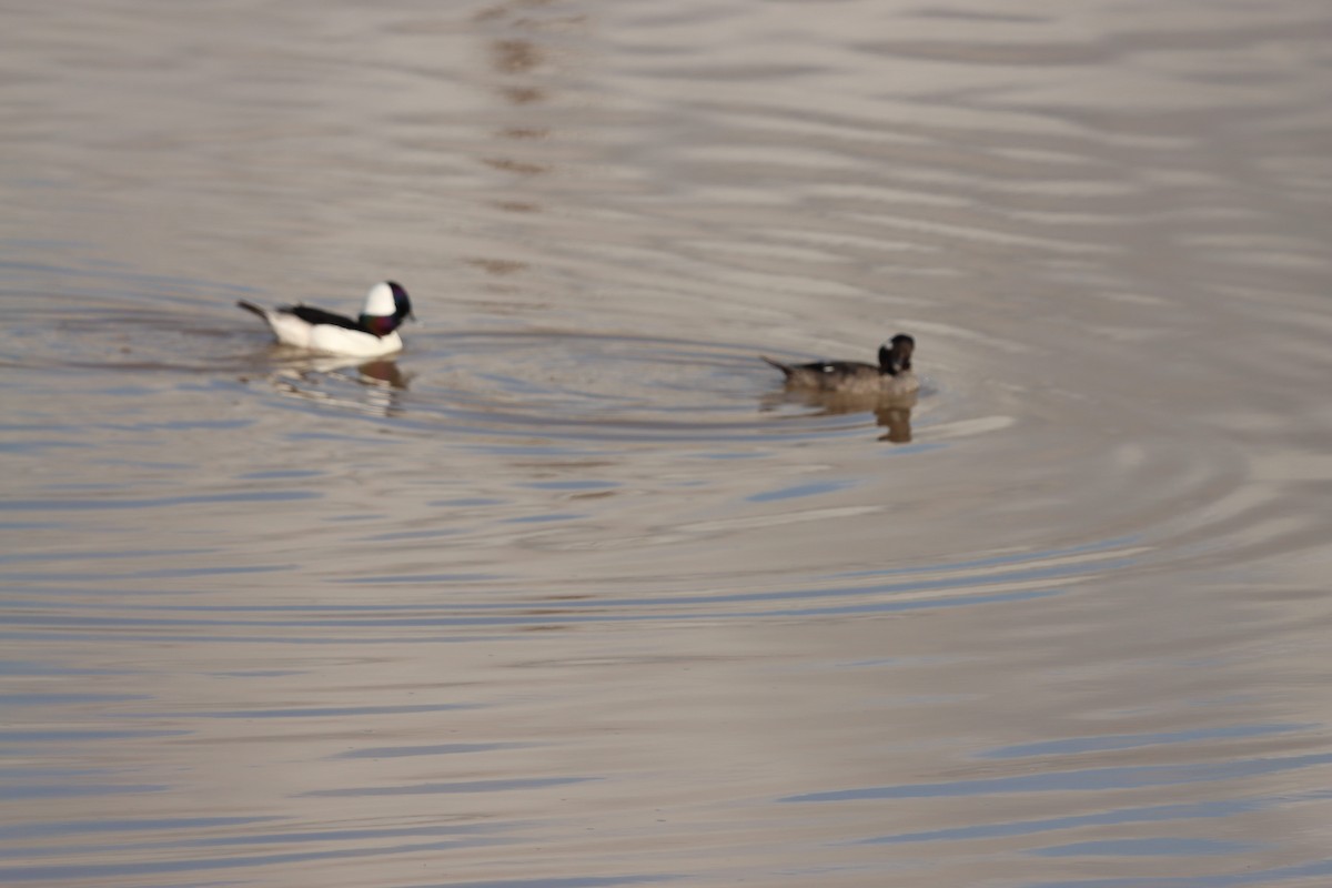 Bufflehead - ML647734060