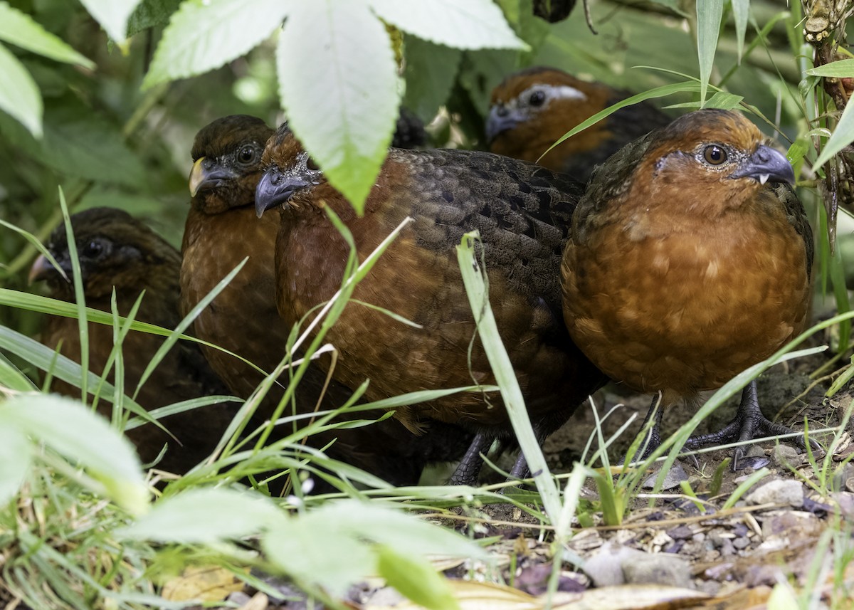 Chestnut Wood-Quail - ML647734061