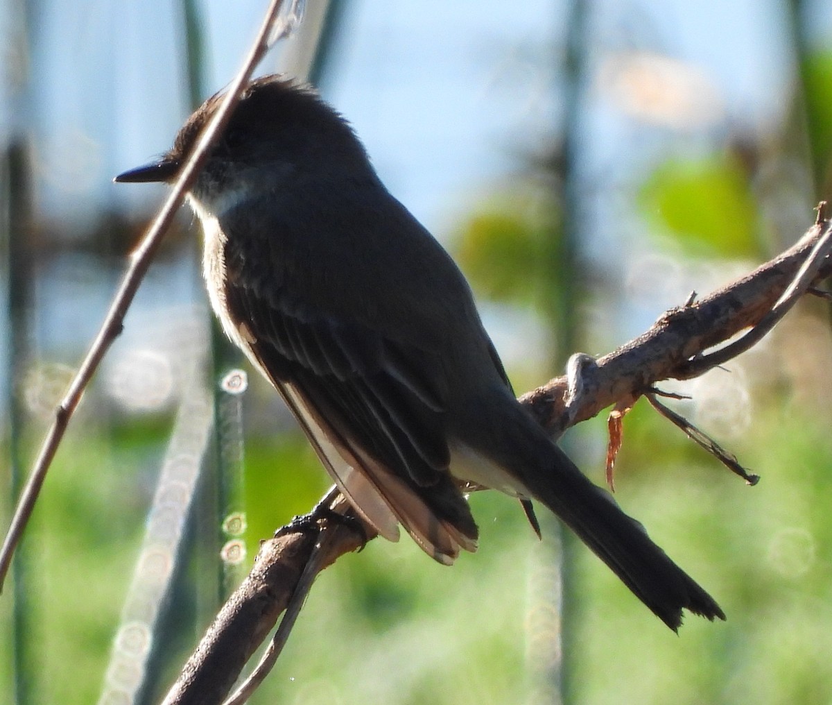 Eastern Phoebe - ML647734063