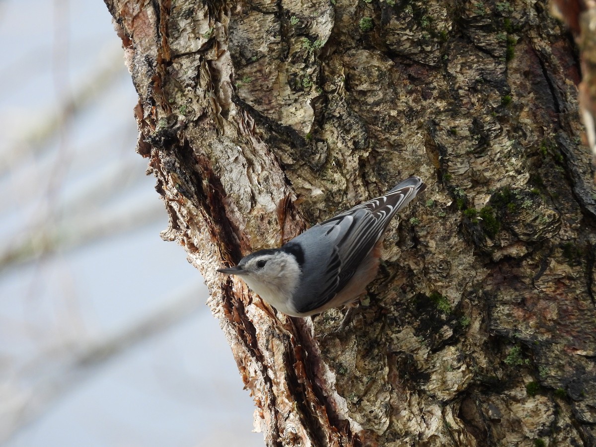 White-breasted Nuthatch - ML647734064