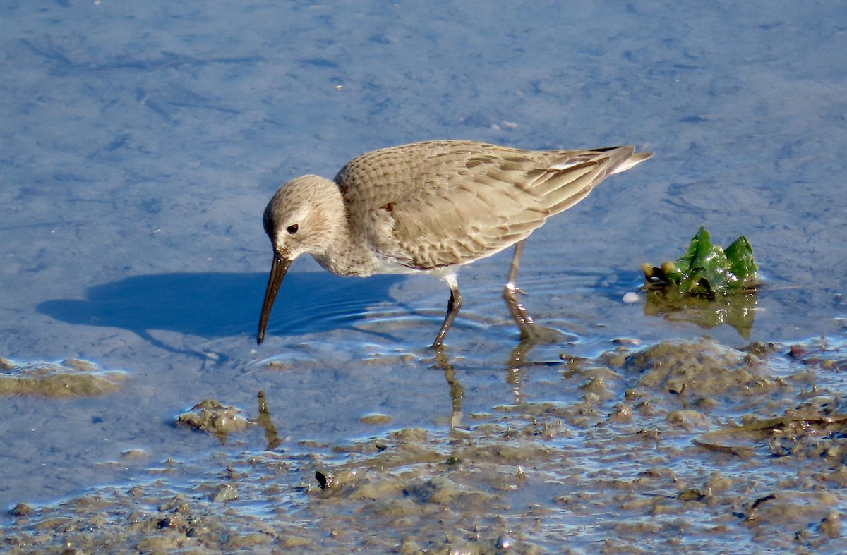 Western Sandpiper - ML647734065