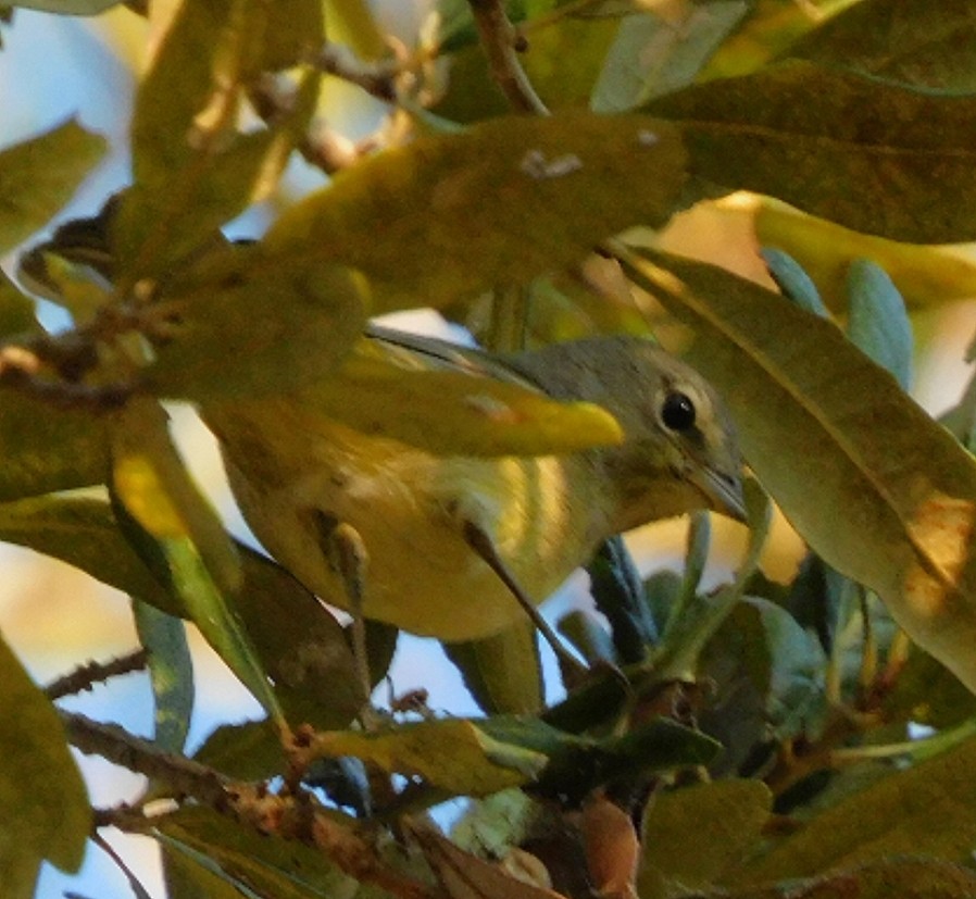 Orange-crowned Warbler - ML647734070