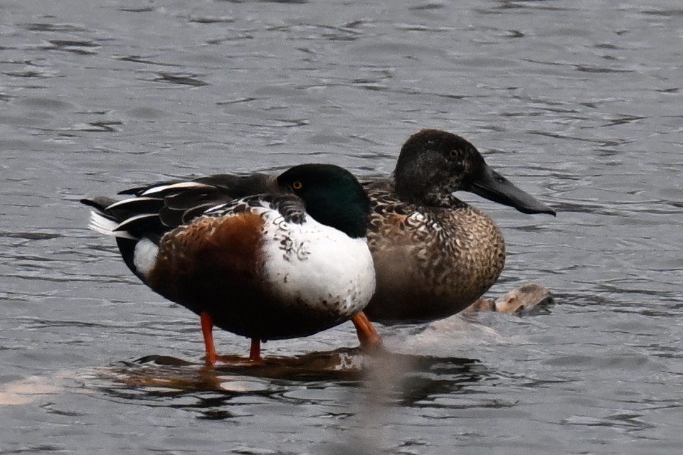 Northern Shoveler - ML647734071