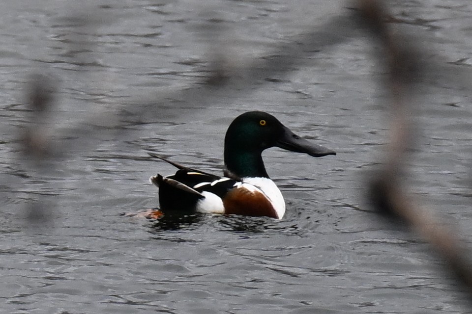 Northern Shoveler - ML647734072