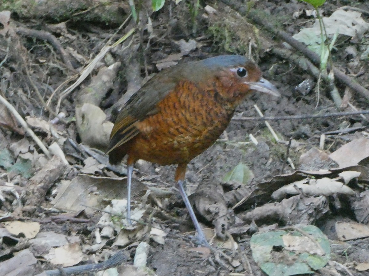 Giant Antpitta - ML647734073