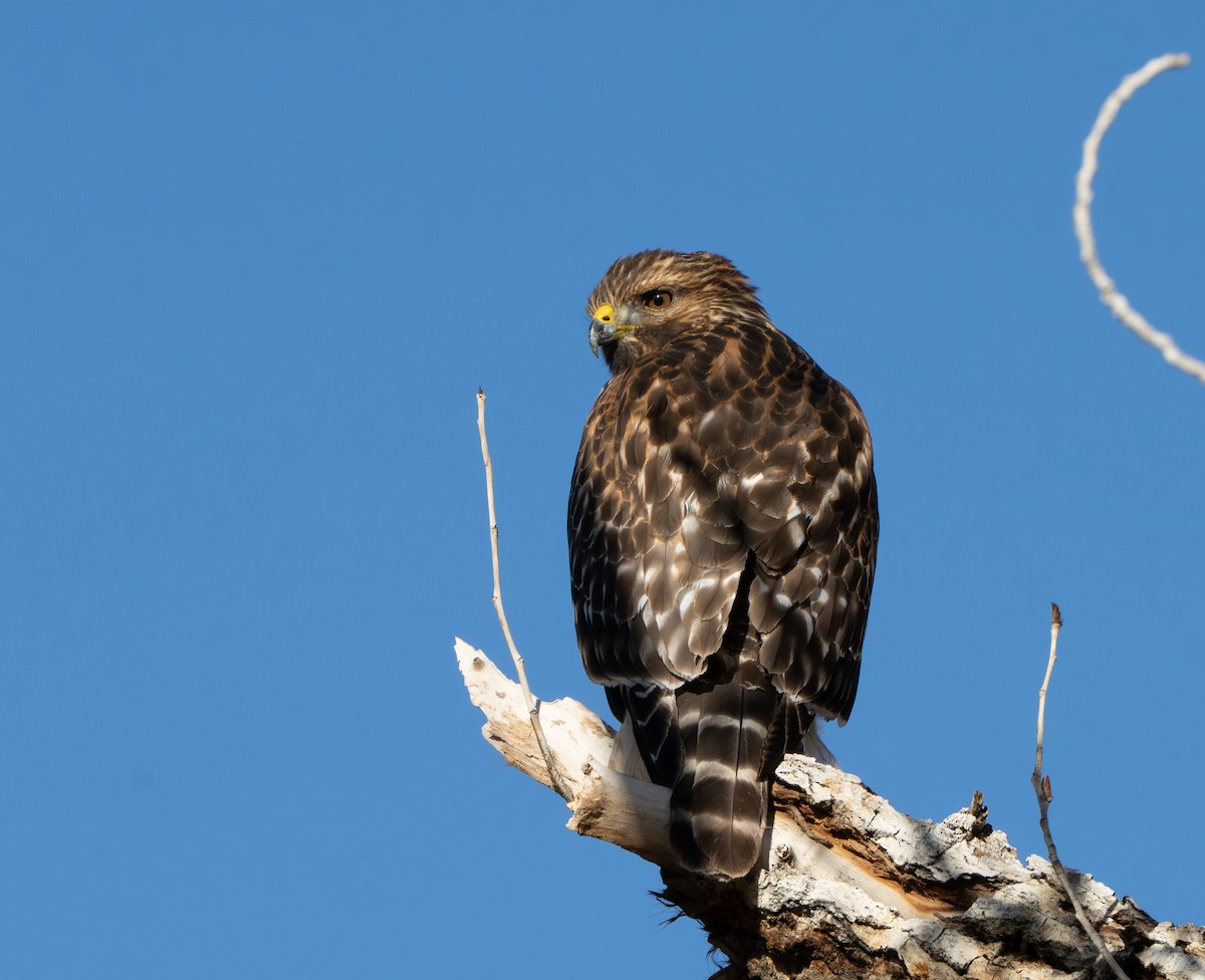 Red-shouldered Hawk - ML647734075