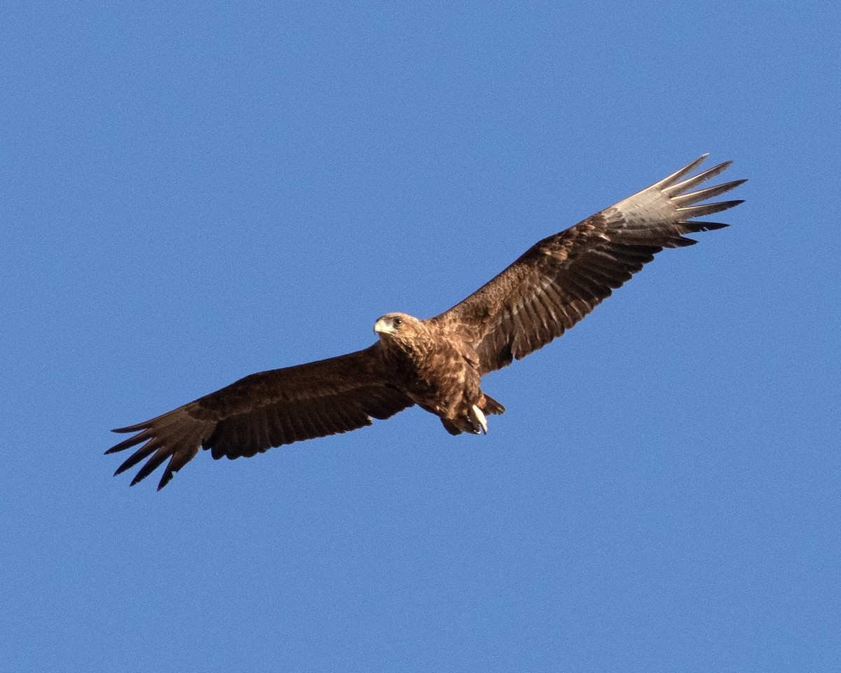 Bateleur - ML647734076