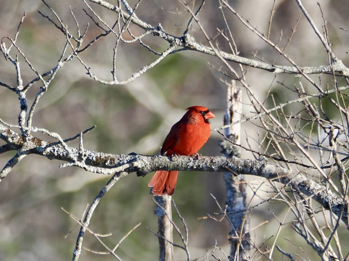 Красный кардинал - ML647734096