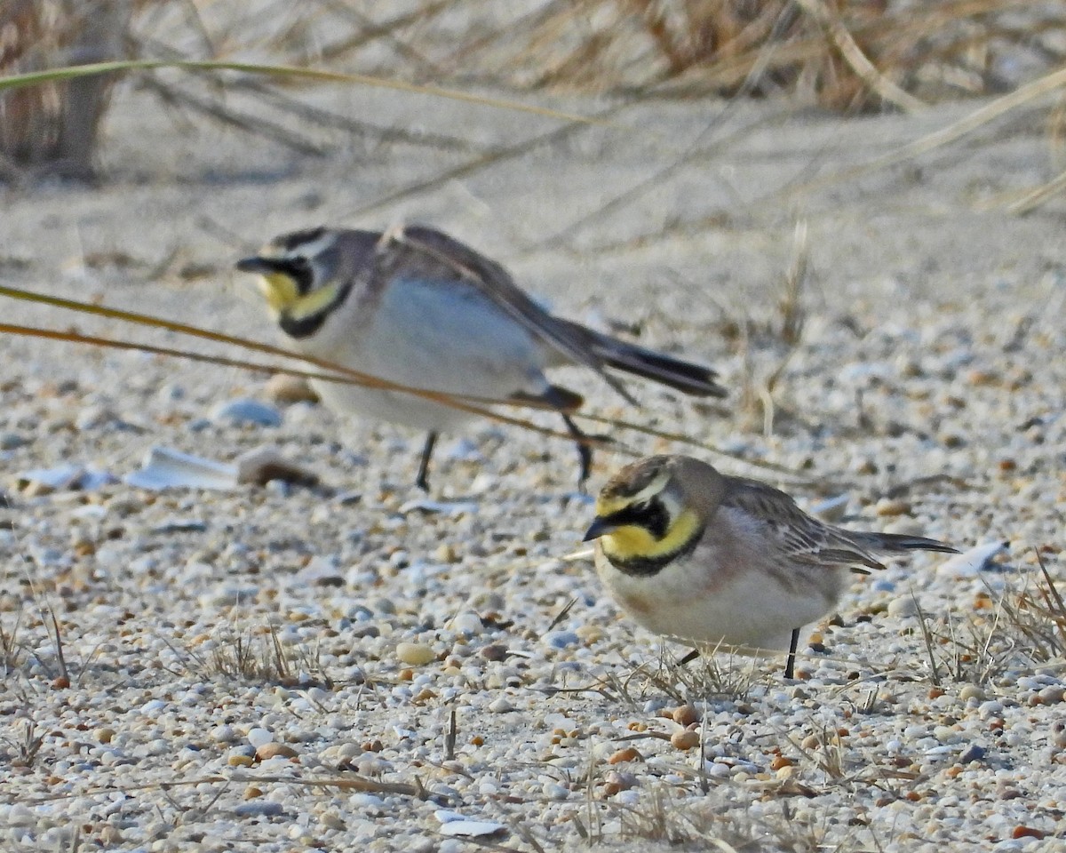 Horned Lark - ML647734104