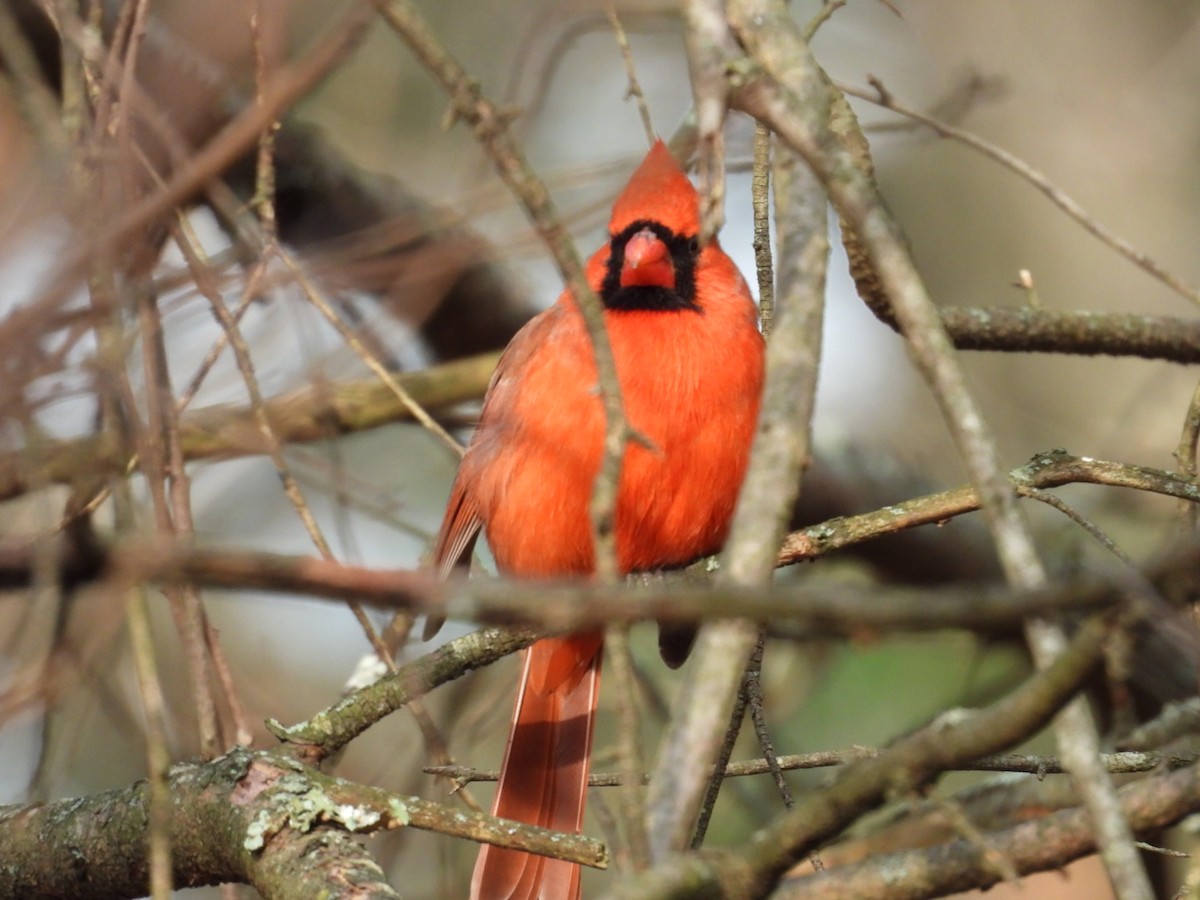 Красный кардинал - ML647734109