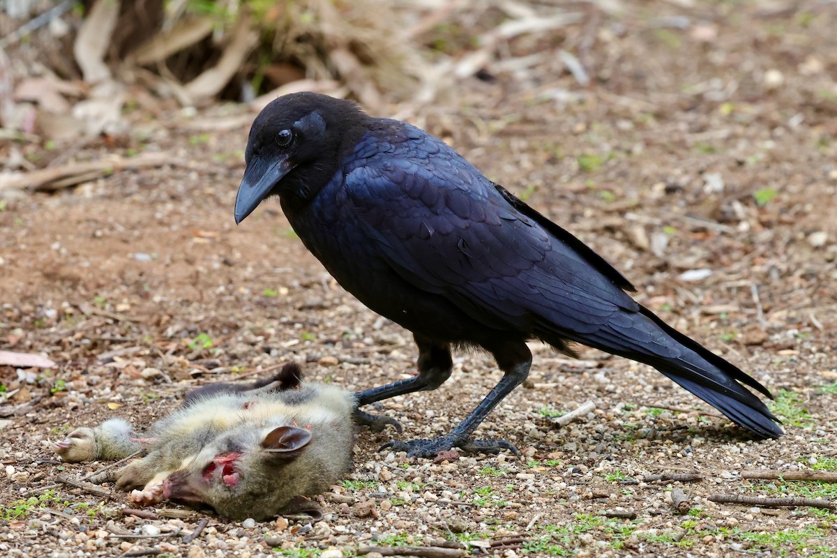 Little Raven - ML647734111