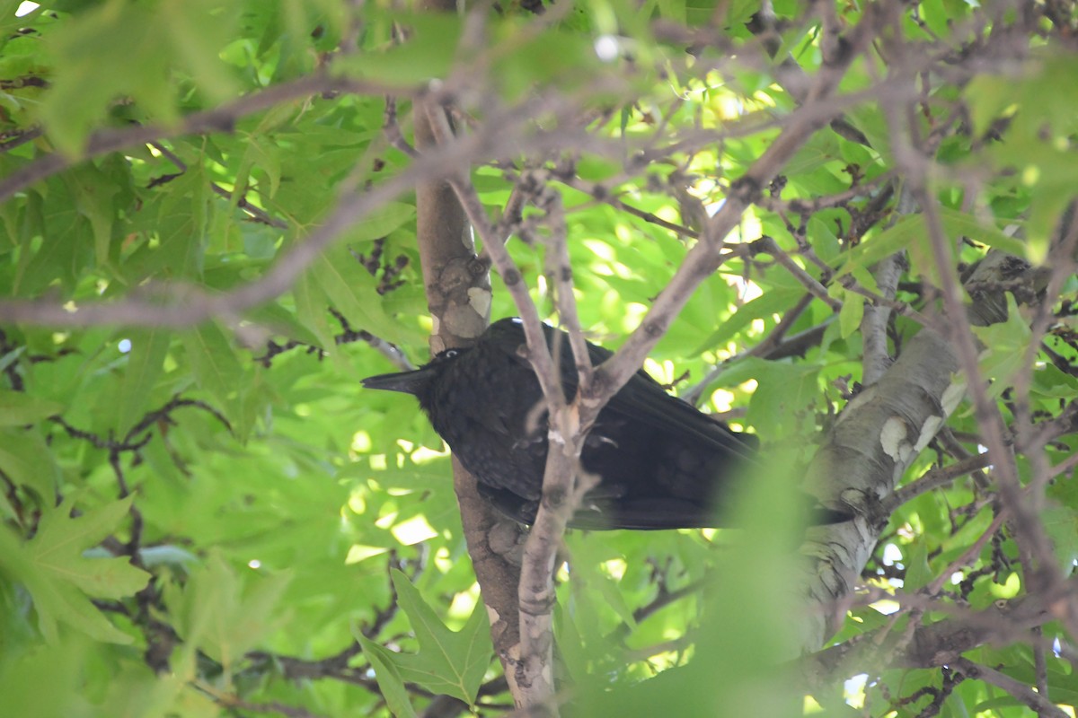 Little Raven - ML647734116