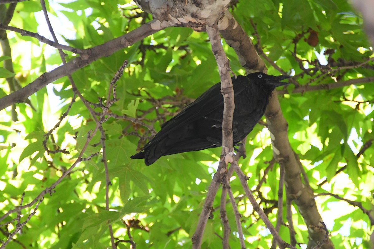 Little Raven - ML647734117