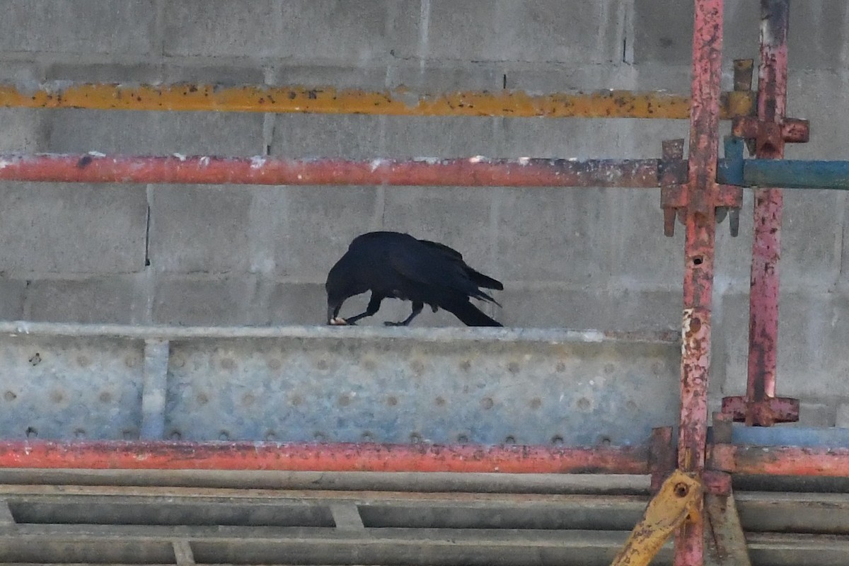 Little Raven - ML647734119