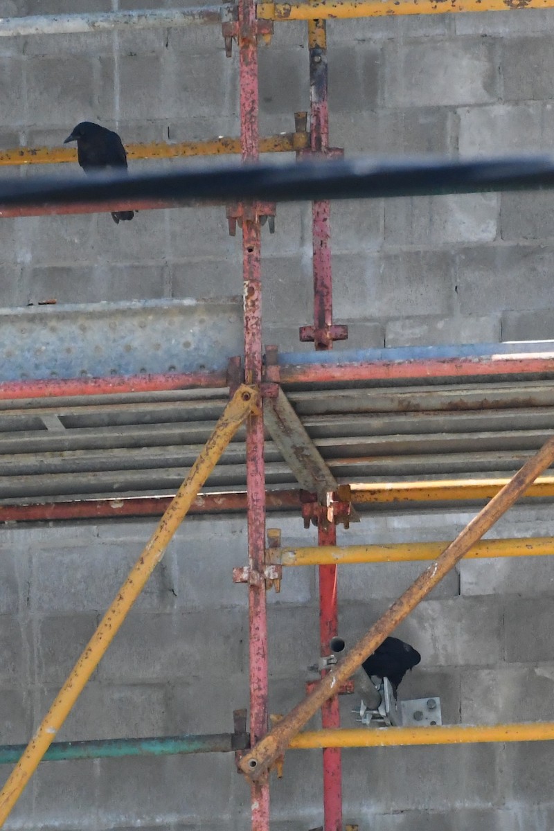 Little Raven - ML647734126