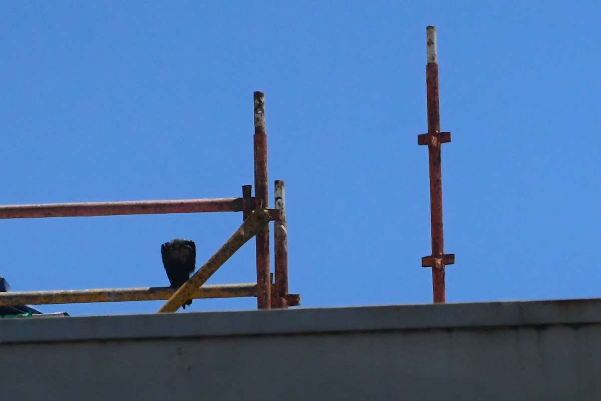 Little Raven - ML647734129