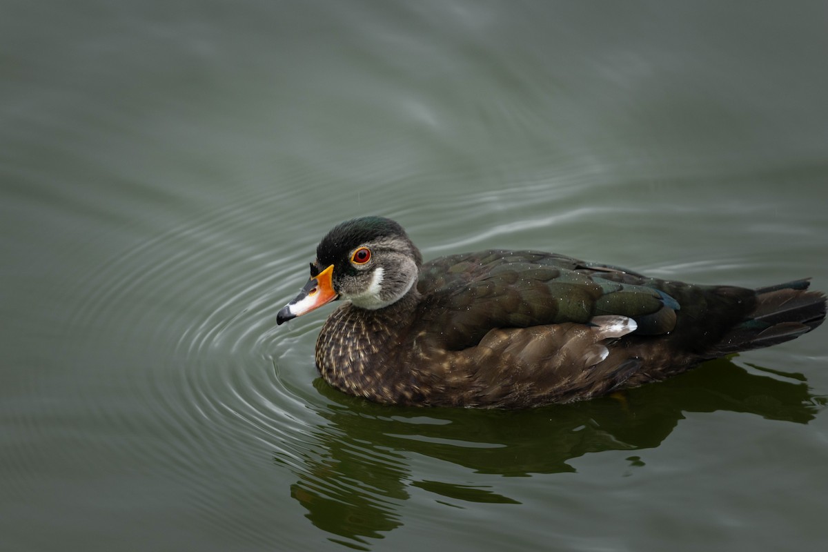 Ahate karolinarra - ML647734131