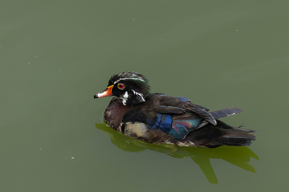 Ahate karolinarra - ML647734133