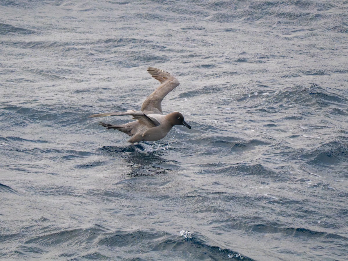 Light-mantled Albatross - ML647734135