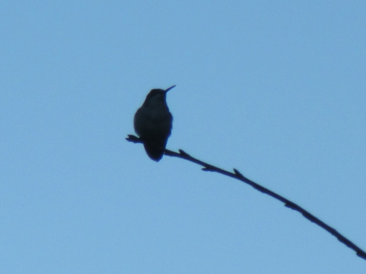 Ruby-throated Hummingbird - ML647734137