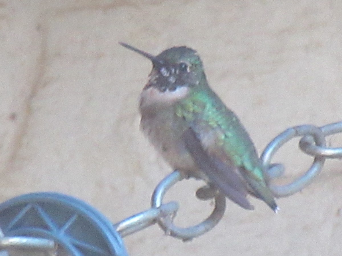 Ruby-throated Hummingbird - ML647734138