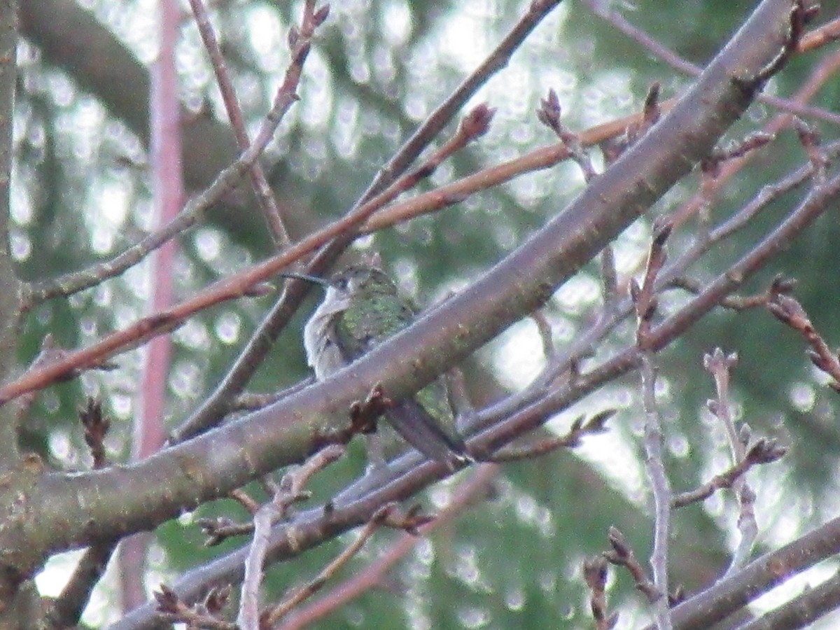 Ruby-throated Hummingbird - ML647734139