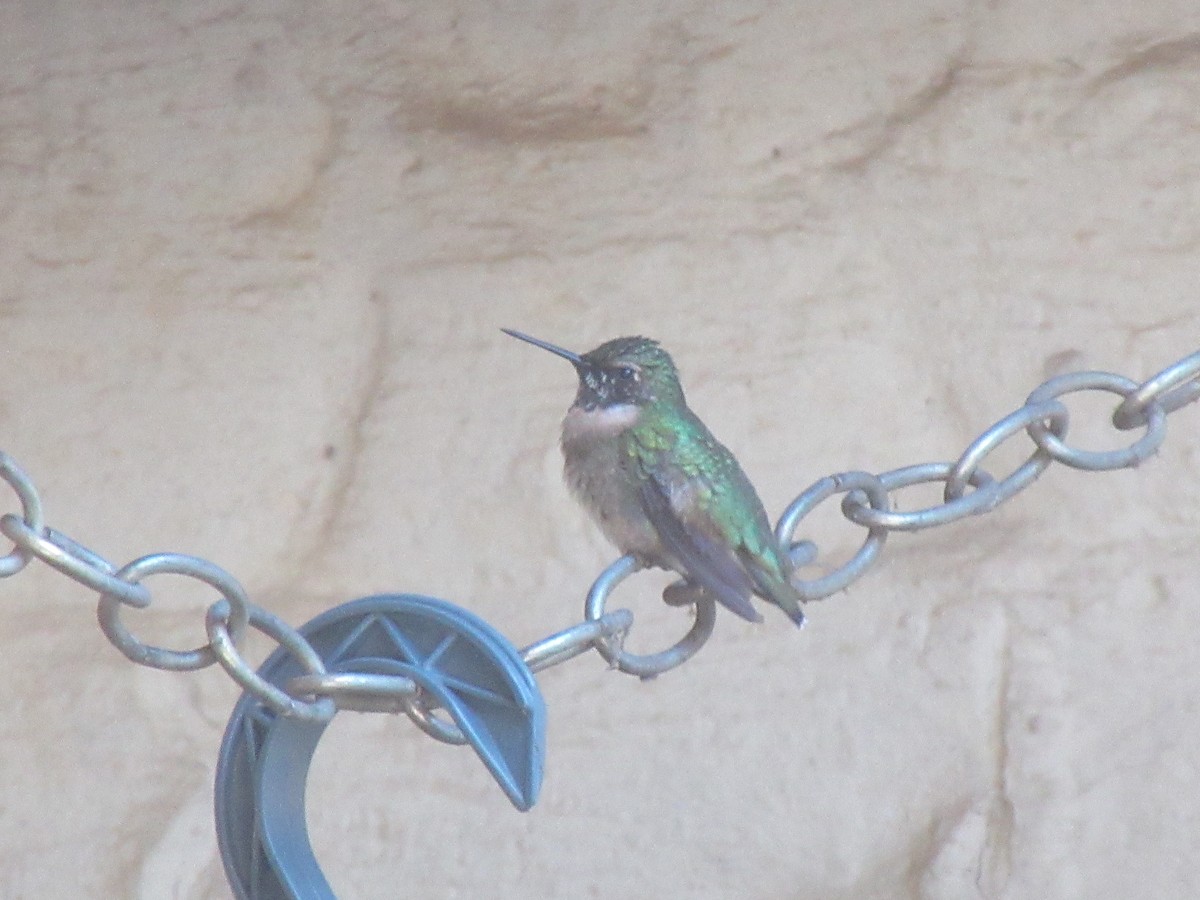 Ruby-throated Hummingbird - ML647734140