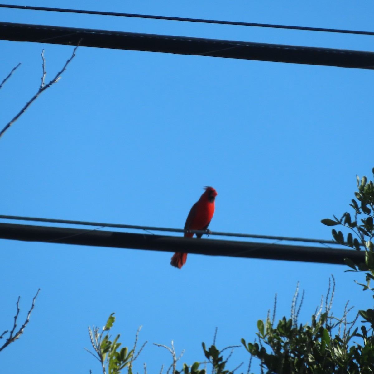 Красный кардинал - ML647734149