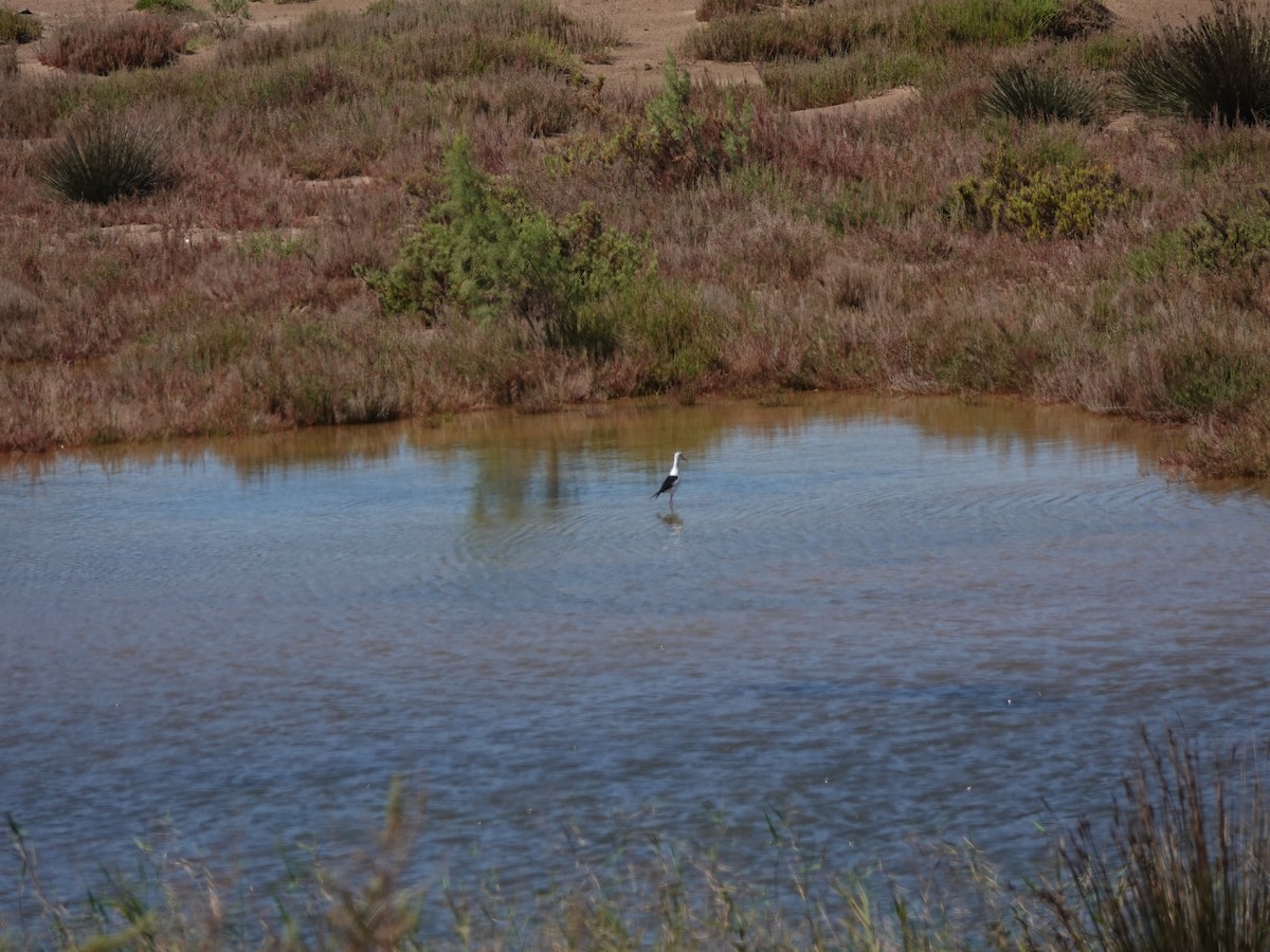 高蹺鴴 - ML647734175