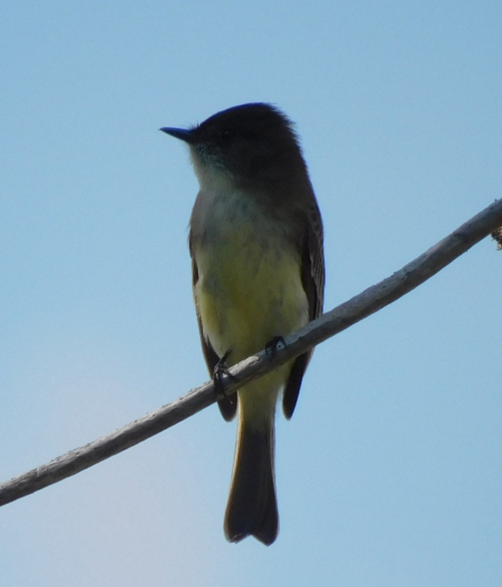 Eastern Phoebe - ML647734178