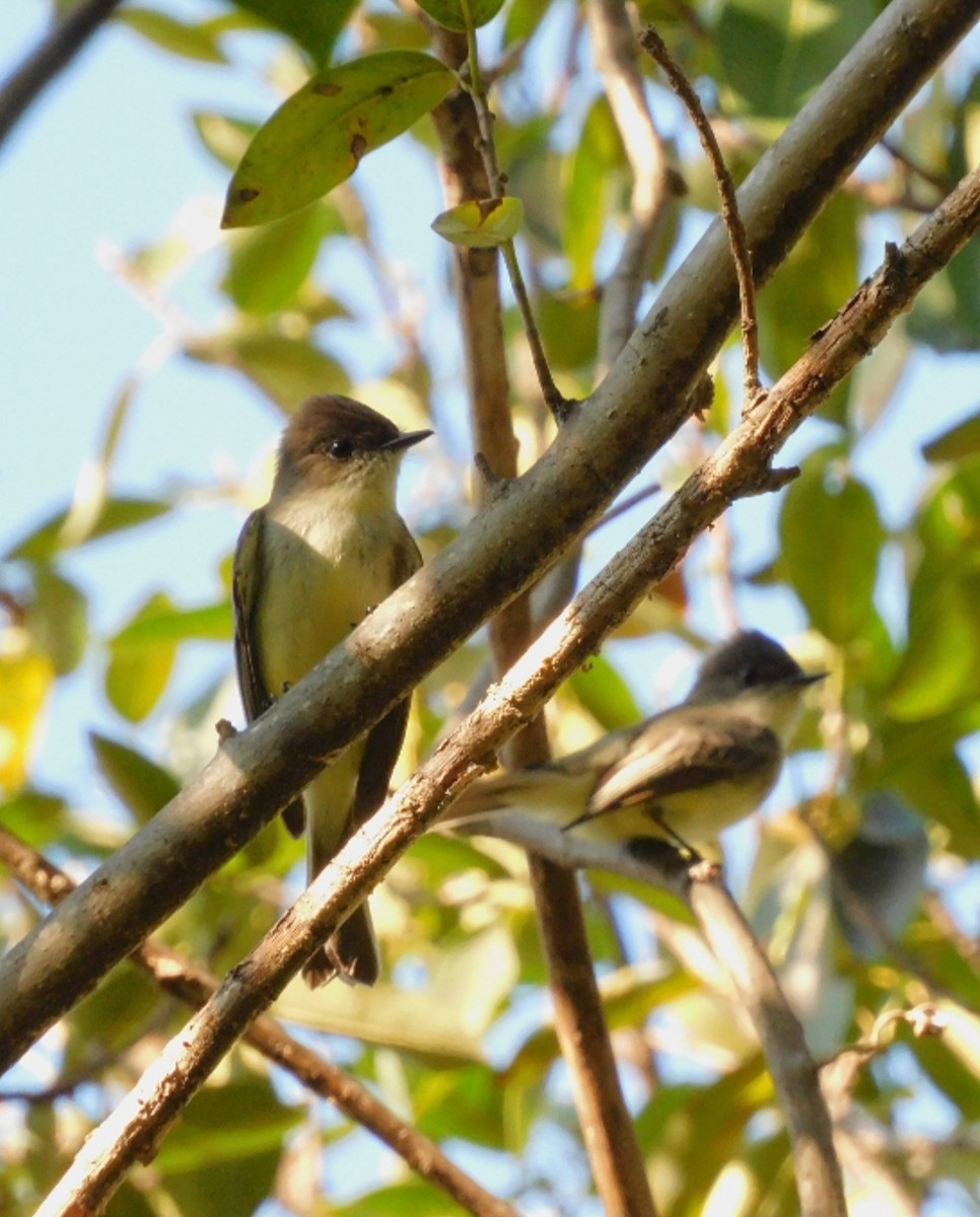 Eastern Phoebe - ML647734179