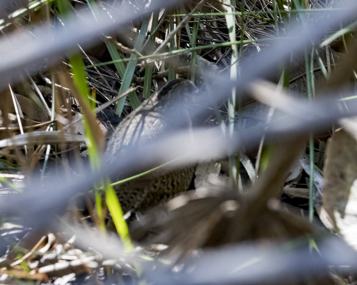 Brown Quail - ML647734217