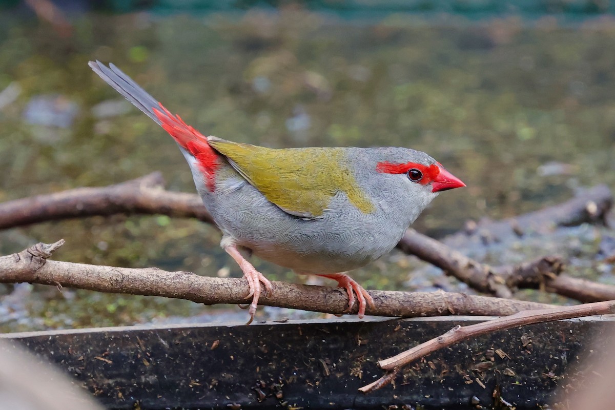 Diamante Cejirrojo - ML647734238