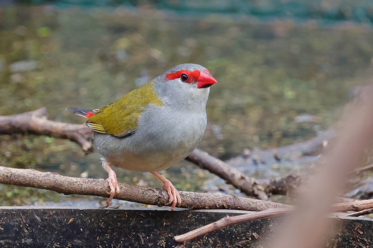 Red-browed Firetail - ML647734239
