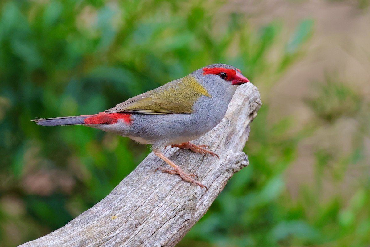 Diamante Cejirrojo - ML647734240