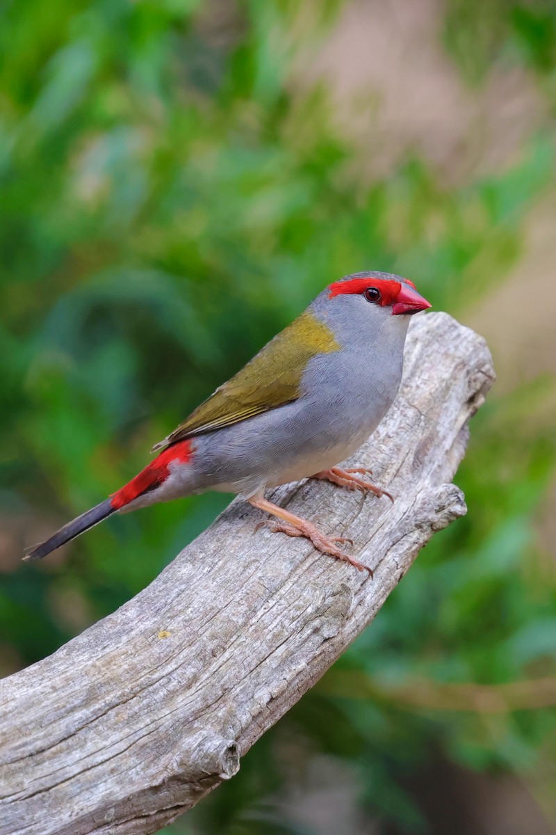 Diamante Cejirrojo - ML647734241