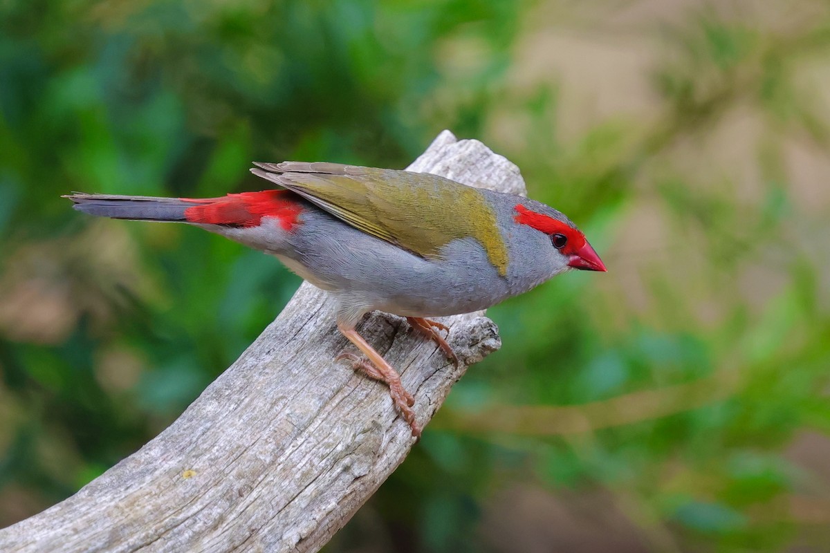 Red-browed Firetail - ML647734242