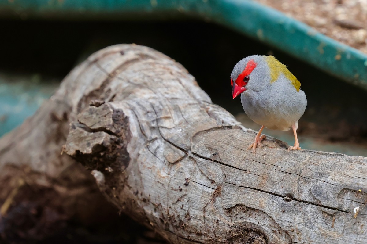 Diamante Cejirrojo - ML647734243