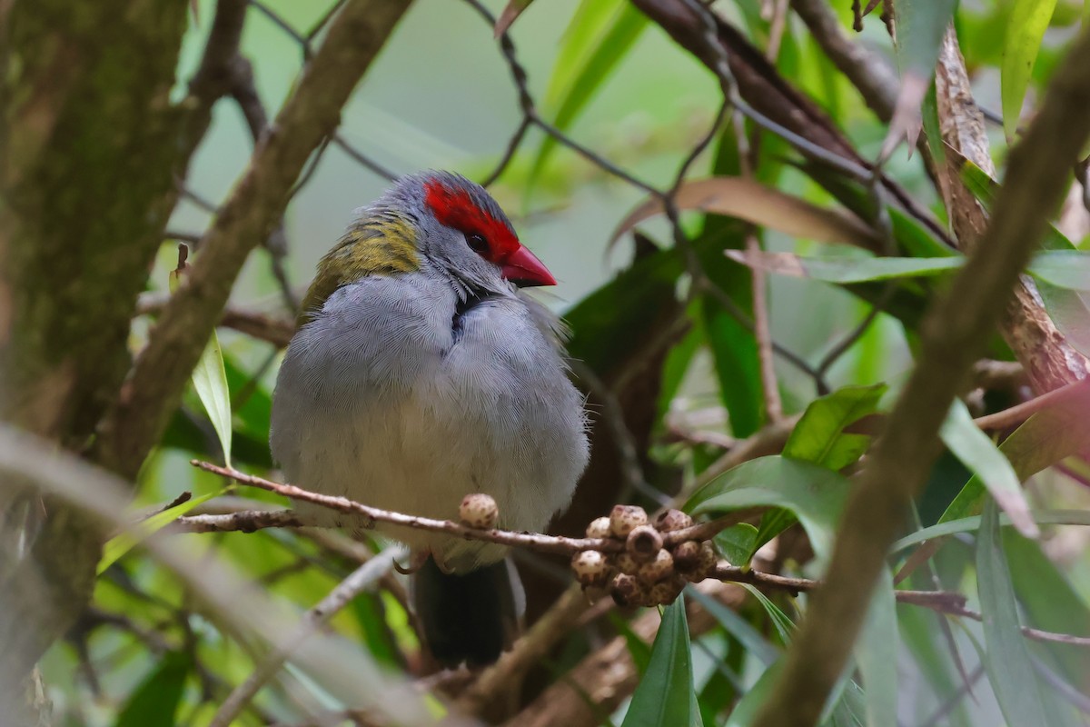 Diamante Cejirrojo - ML647734244