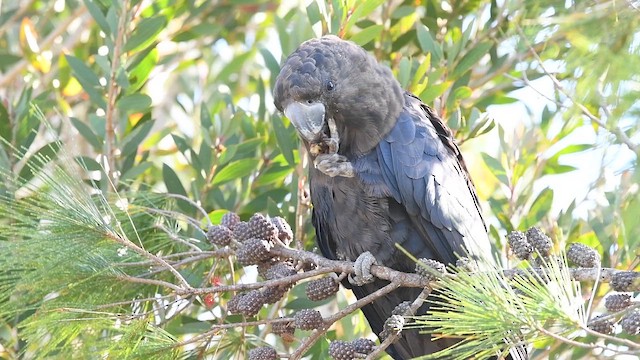 Буроголовый траурный какаду - ML647734257