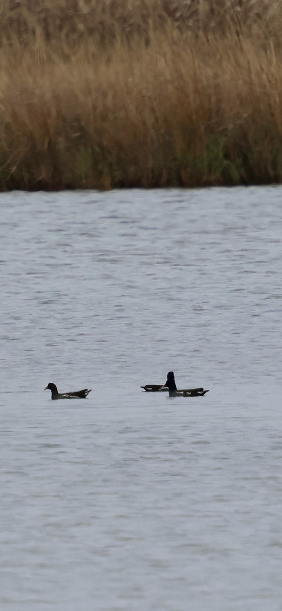 アメリカバン - ML647734259