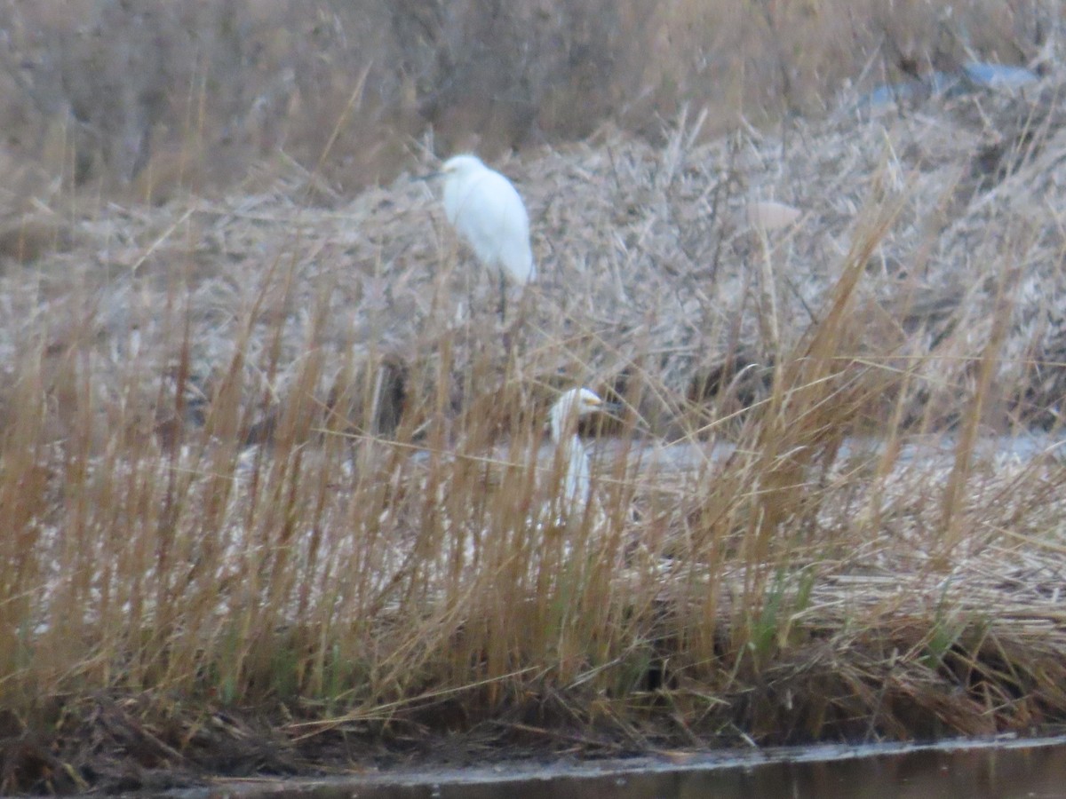 Snowy Egret - Carrie Bell