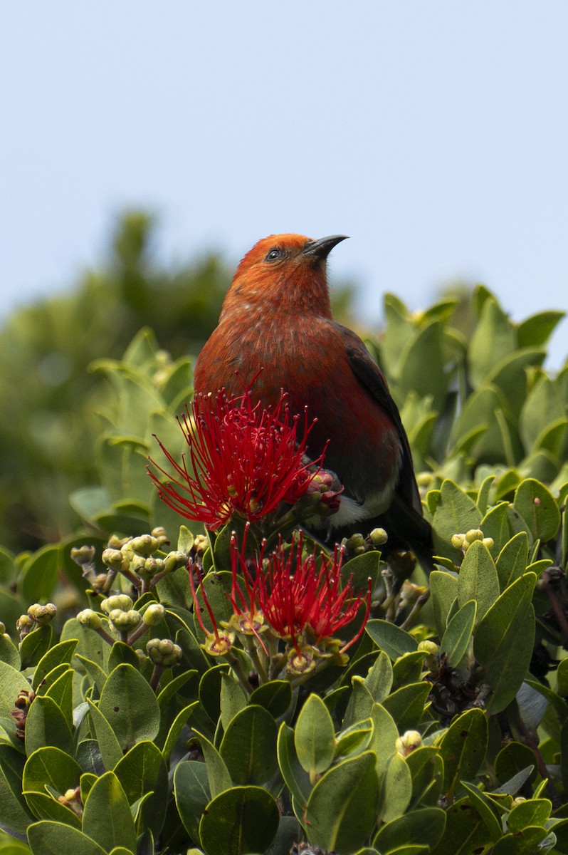 アカハワイミツスイ - ML647734328
