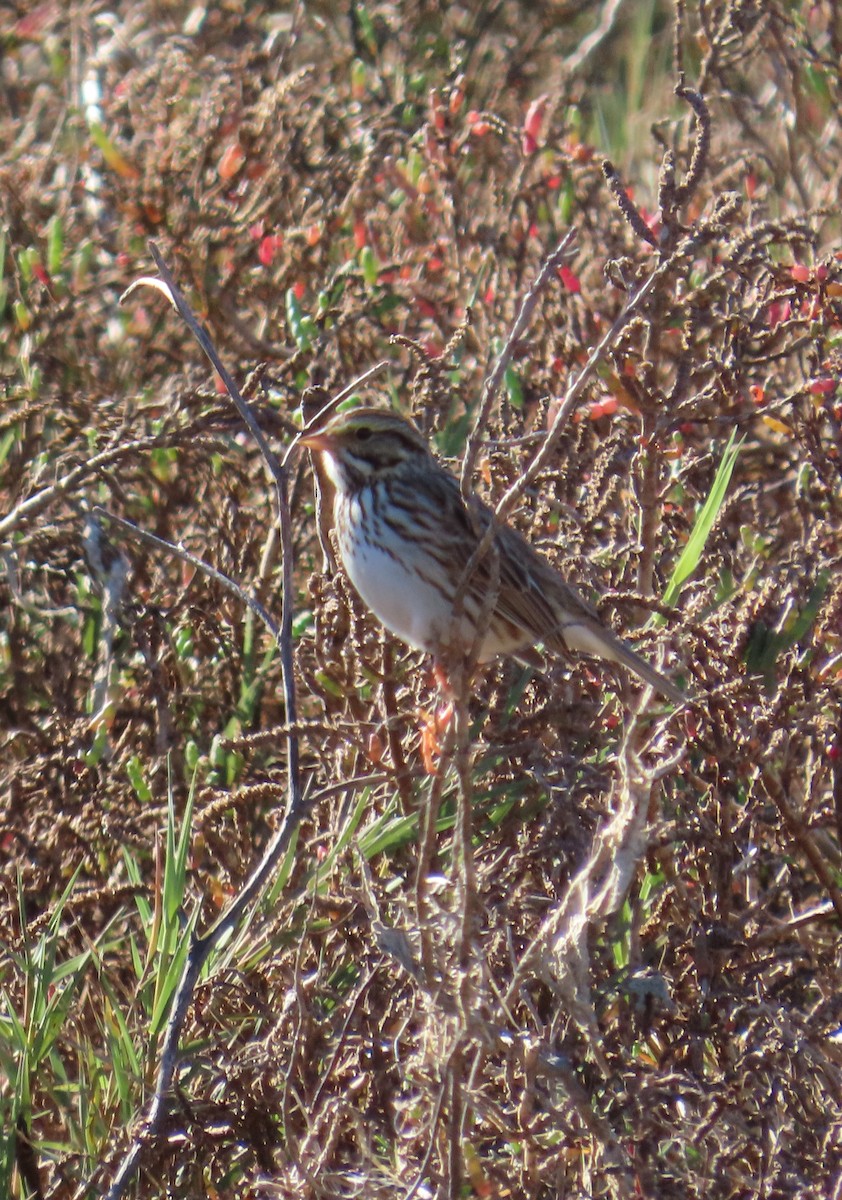 Savannah Sparrow - ML647734342